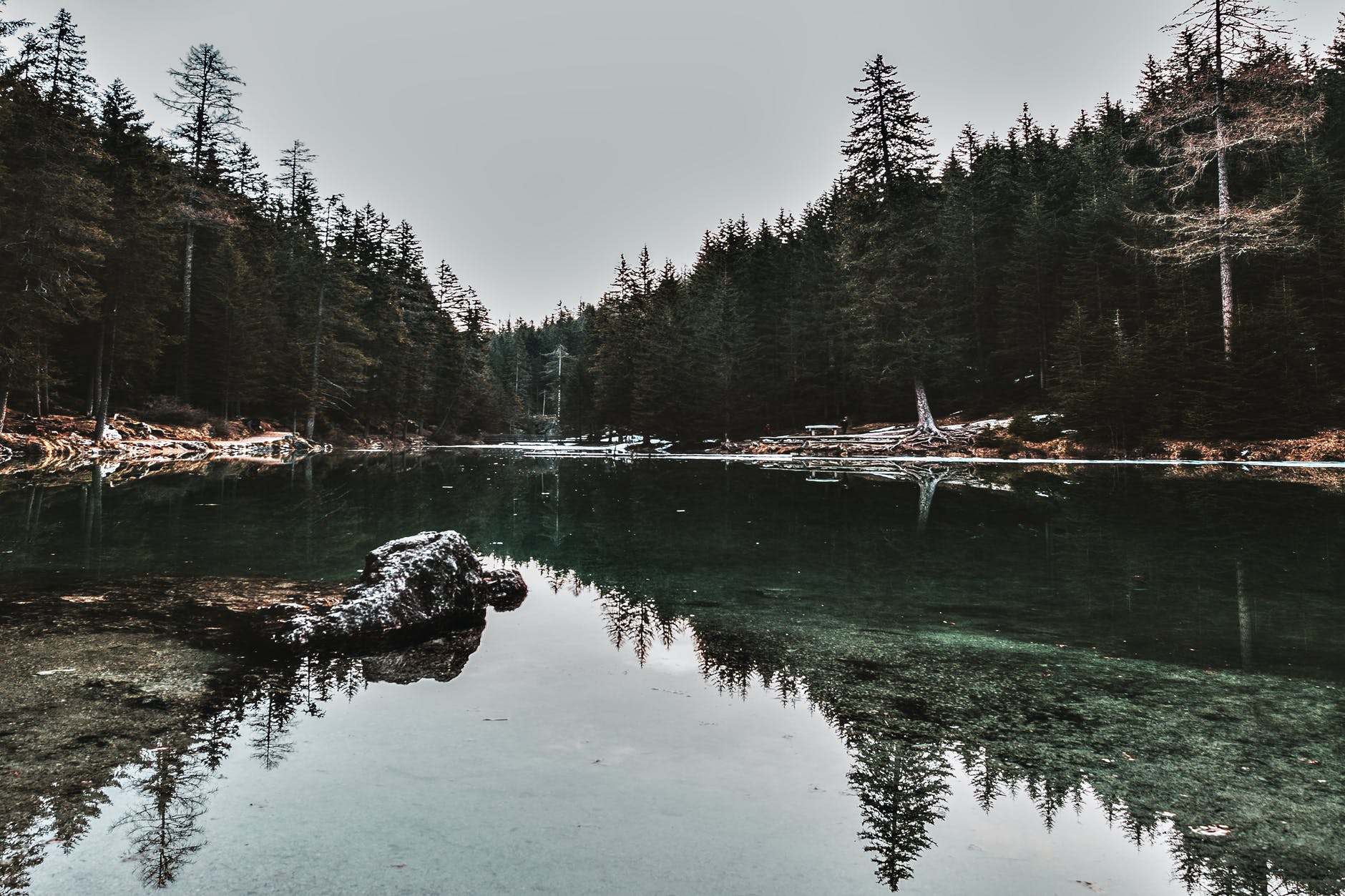 body of water across leafed trees