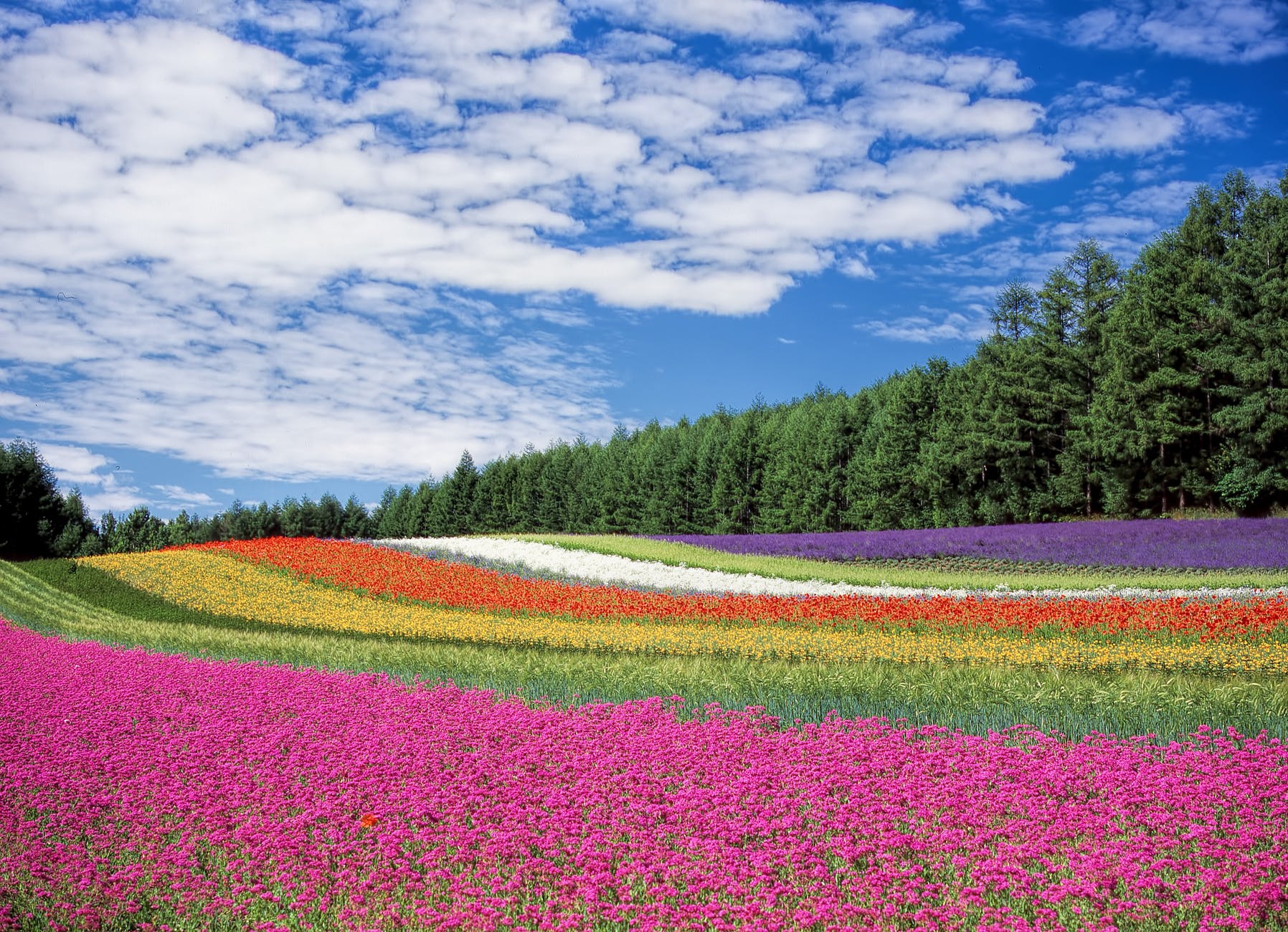 red yellow and orange flower field