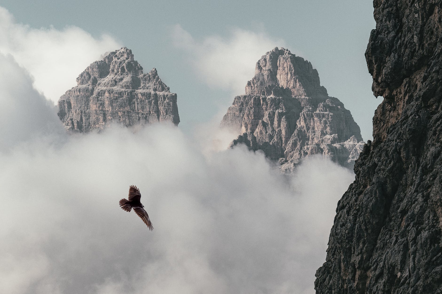 brown bird flying near mountain