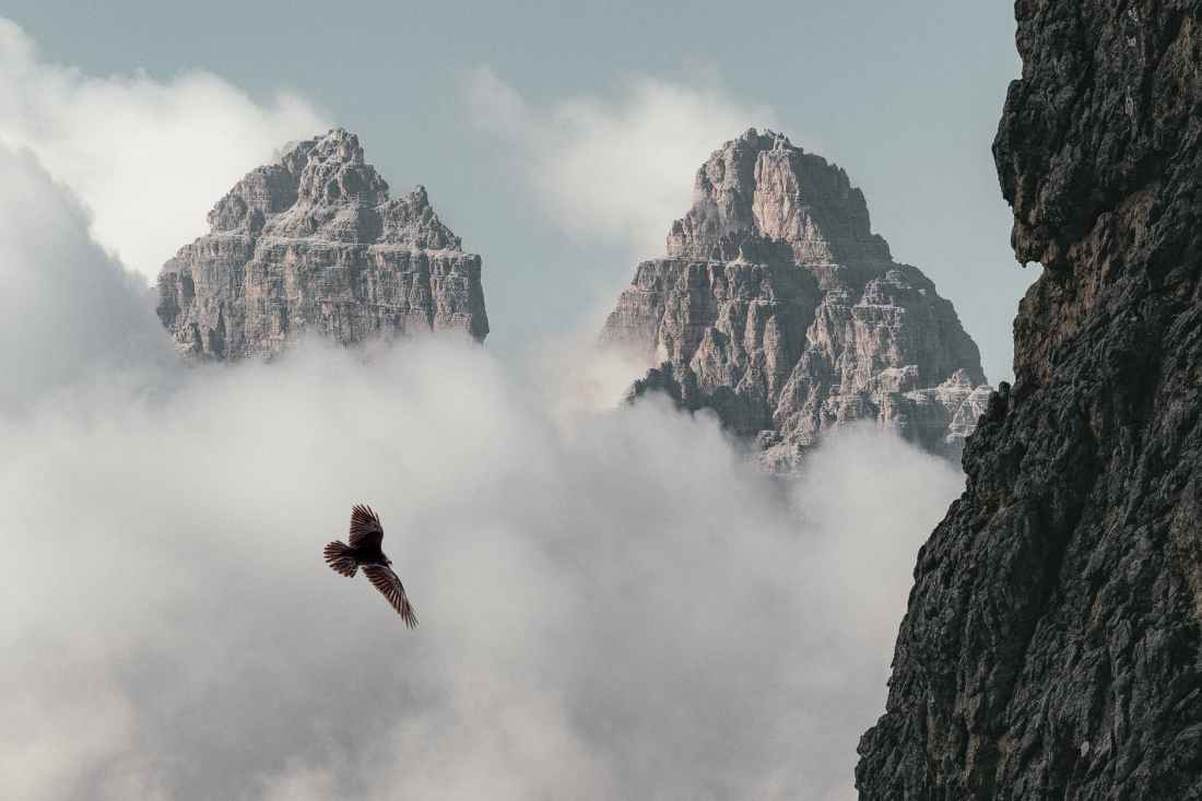 brown bird flying near mountain