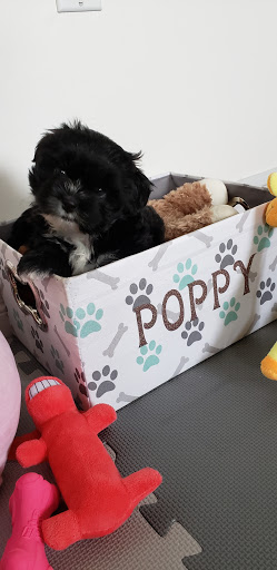 poppybox